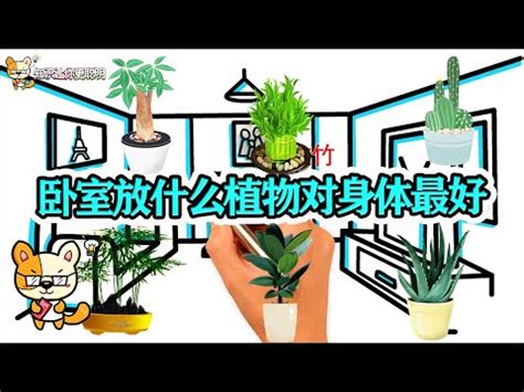 房間不能放花